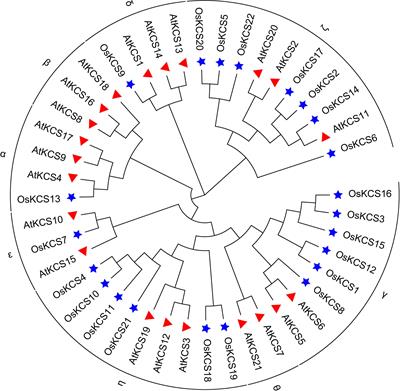 Genome-wide identification and expression analysis of 3-ketoacyl-CoA synthase gene family in rice (Oryza sativa L.) under cadmium stress